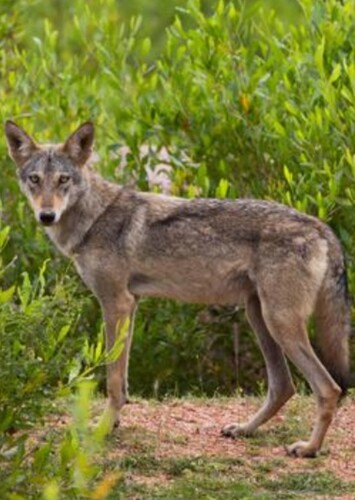 Indian wolf (Female 3)