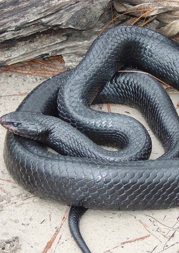 Indigo Snake