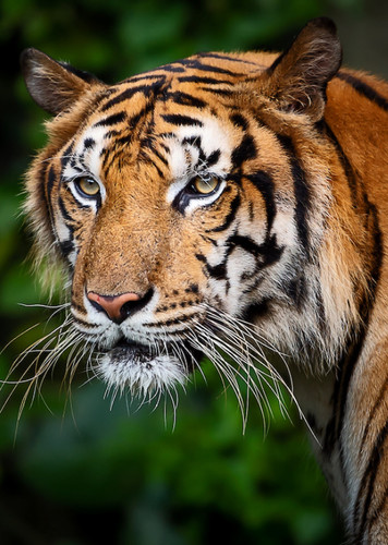 Indochinese Tiger