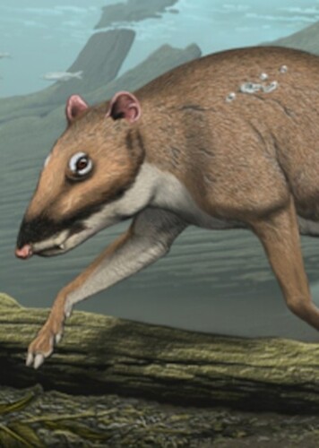 Indohyus
