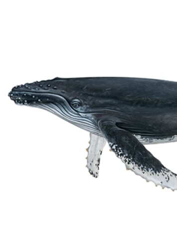 Inidra the Whale