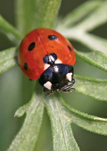 Insect