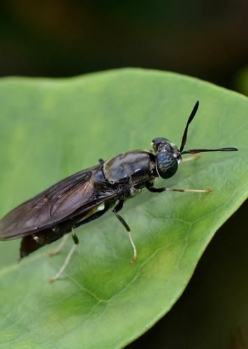 Insect