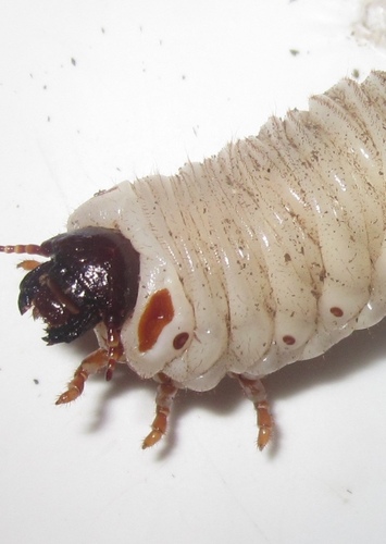 Insectosaurus