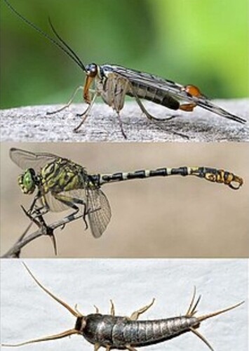 Insects