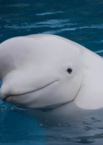 Inuk