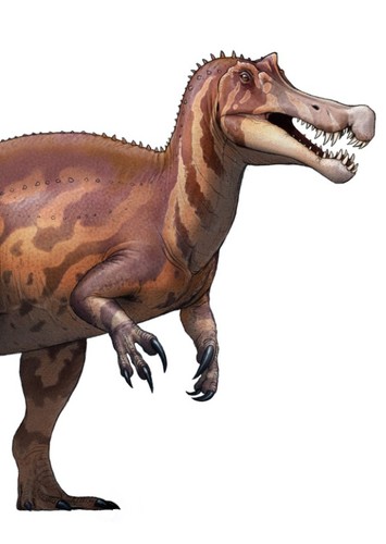 Irritator