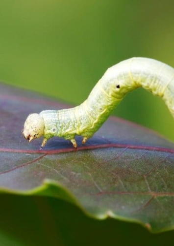 Irwin the Inchworm