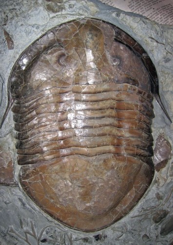 Isotelus