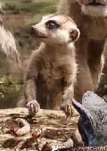 Jack Black Audition Timon (Voice)