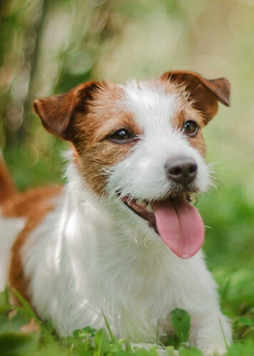 Jack Russell Terrier