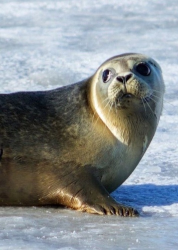 Jack the Seal
