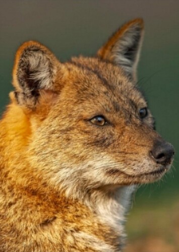 Jackal