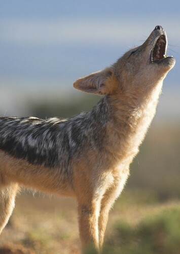 Jackal
