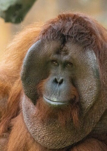 Jackie the Orangutan