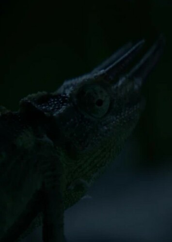 Jackson's Chameleon
