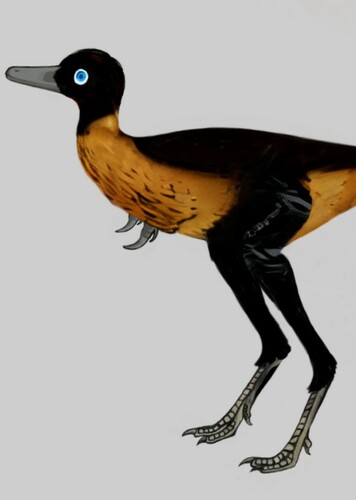 Jaculinykus