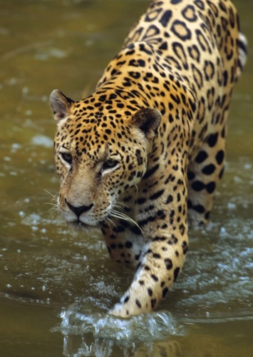 Jaguar