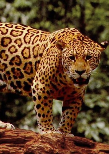 Jaguar