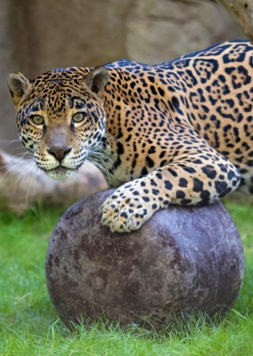 Jaguar