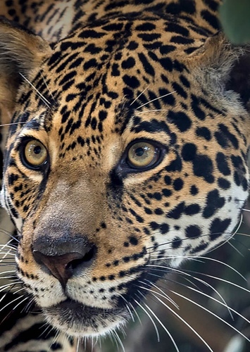 Jaguar