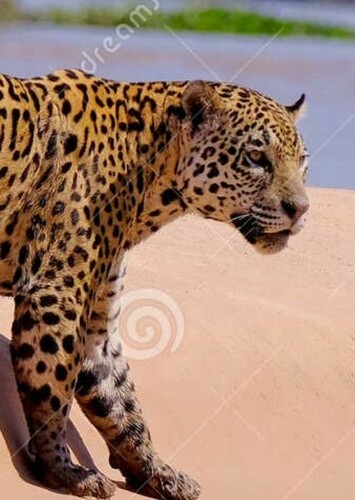 Jaguar