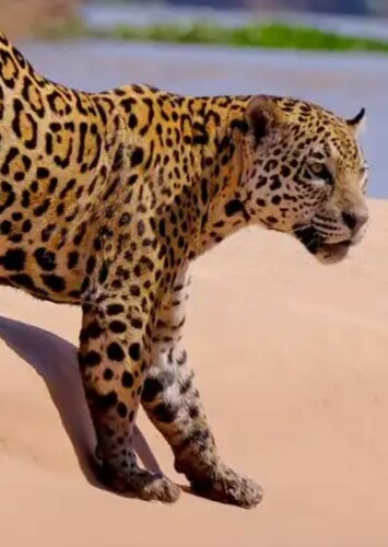 Jaguar