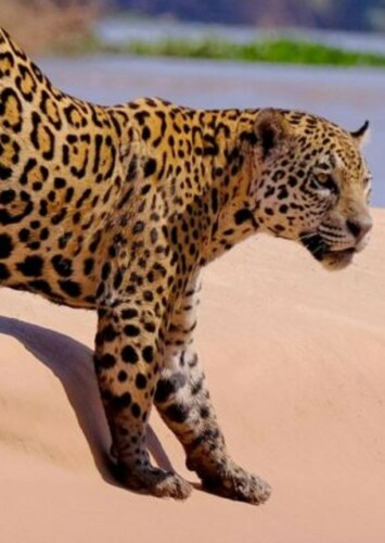 Jaguar