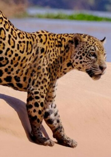 Jaguar