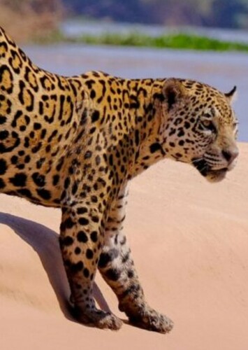 Jaguar