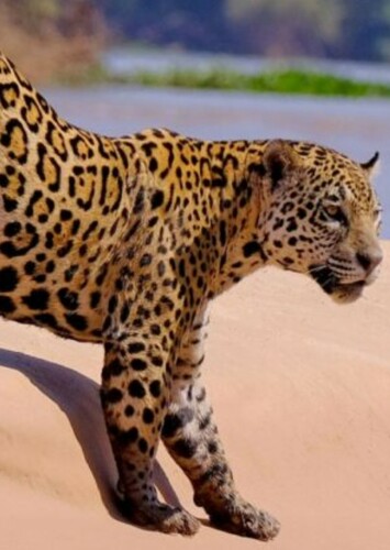 Jaguar