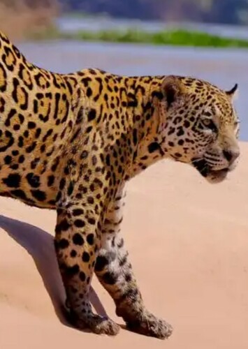 Jaguar