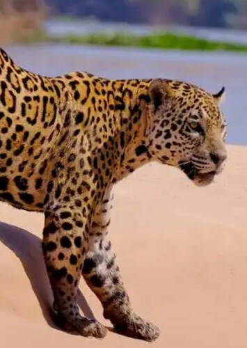 Jaguar