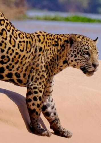 Jaguar