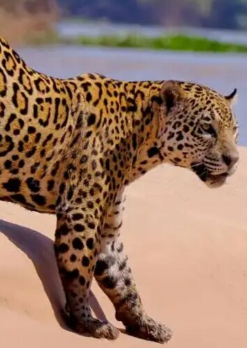 Jaguar