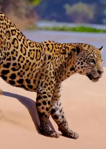 Jaguar