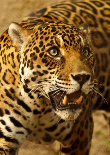 Jaguar