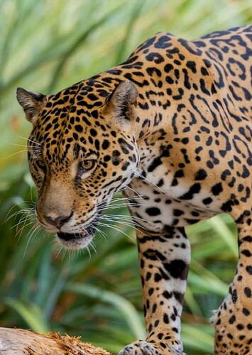 Jaguar