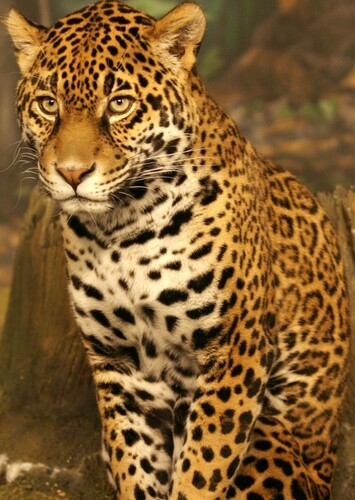 Jaguar