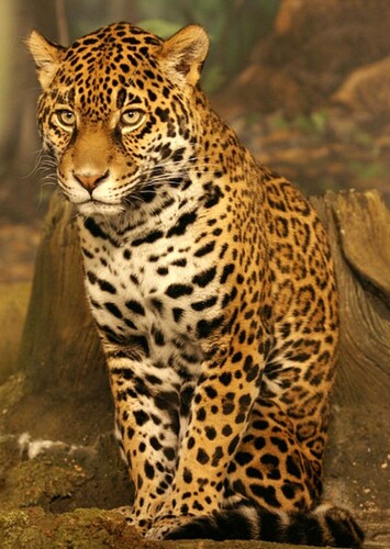 Jaguar