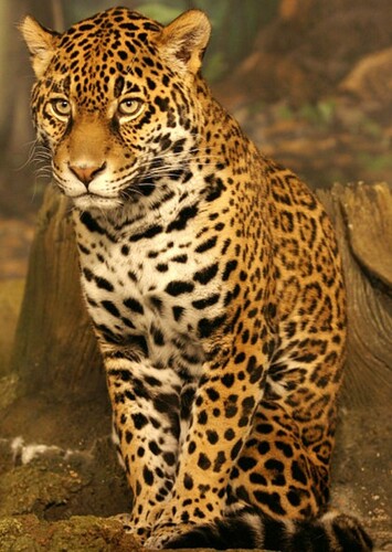 Jaguar