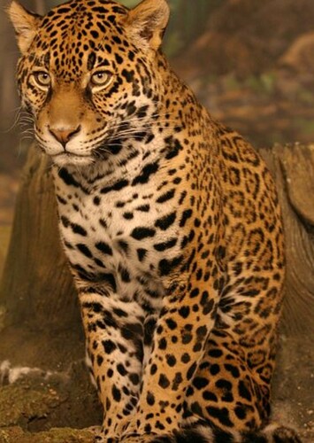 Jaguar