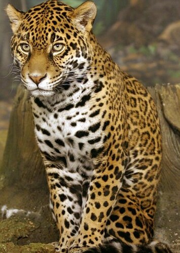 Jaguar