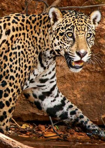Jaguar