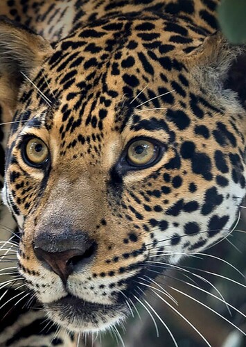 Jaguar