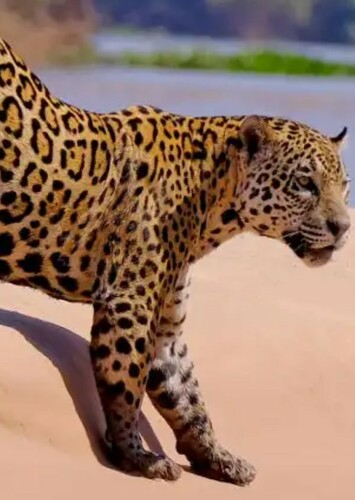 Jaguar