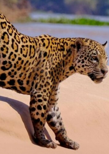 Jaguar