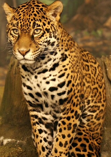 Jaguar