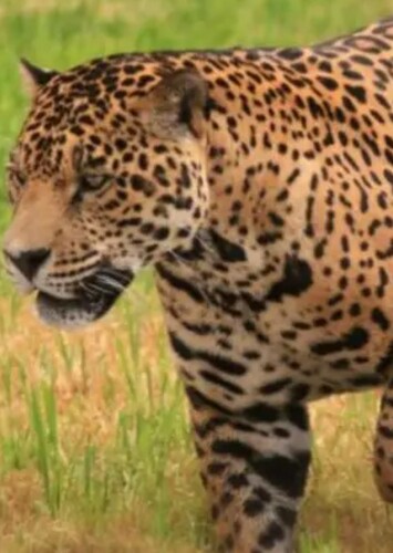 Jaguar
