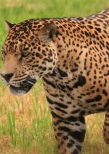 Jaguar